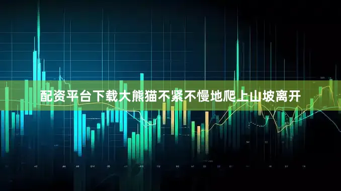 配资平台下载大熊猫不紧不慢地爬上山坡离开